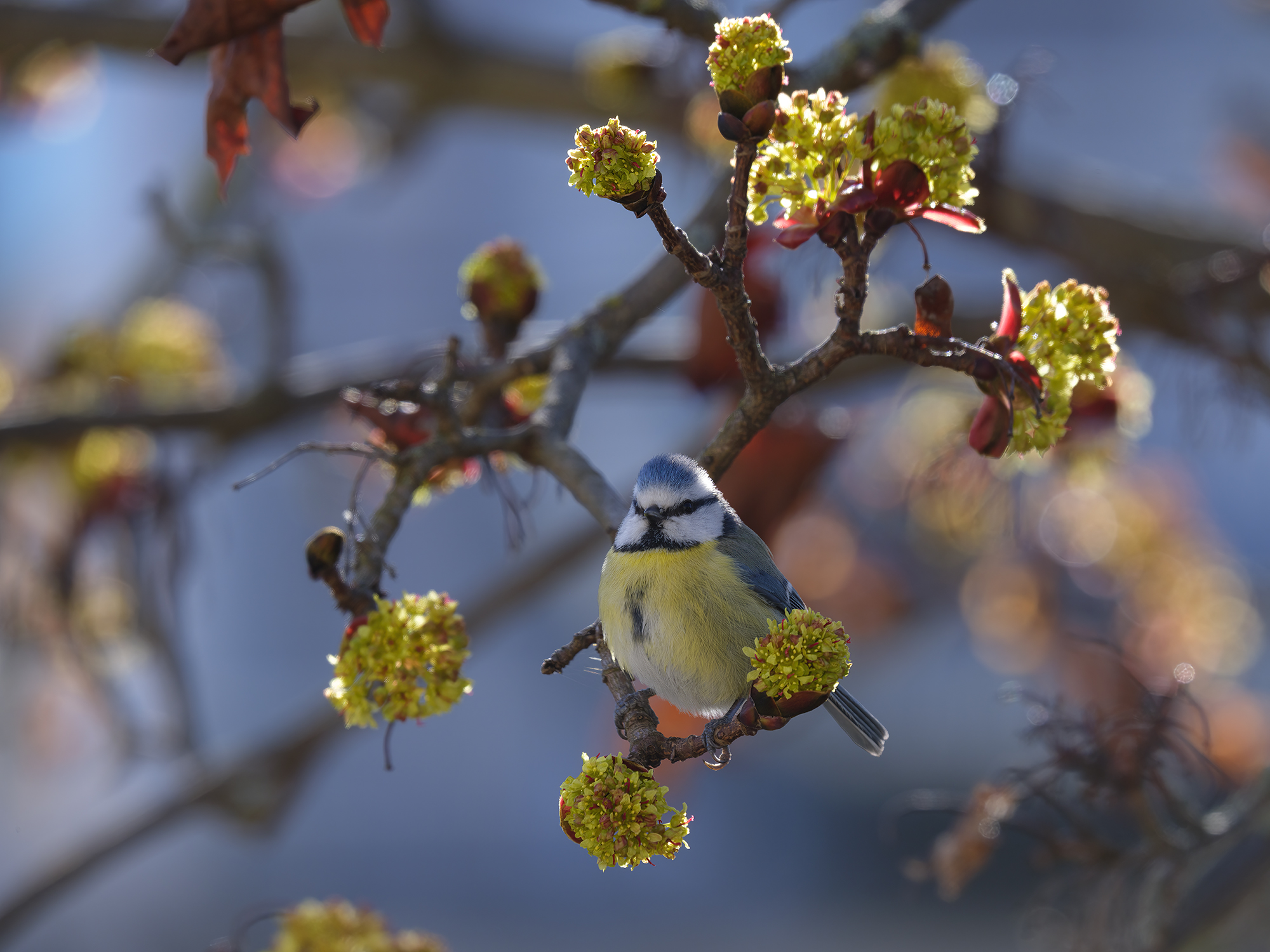 Blaumeise zwischen den ...